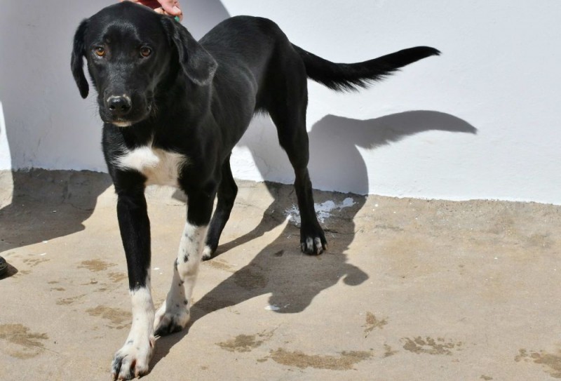 Mog�n promueve la adopci�n de perros a trav�s de su perfil en Facebook