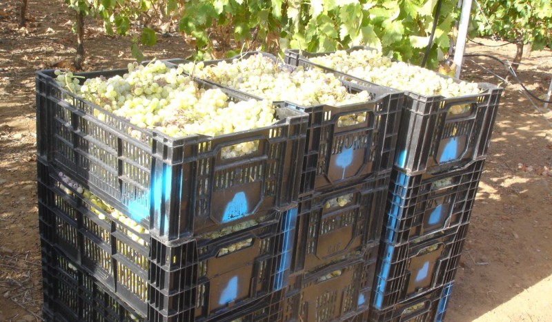 Tirajana vendimian 71.767 kilos de uva