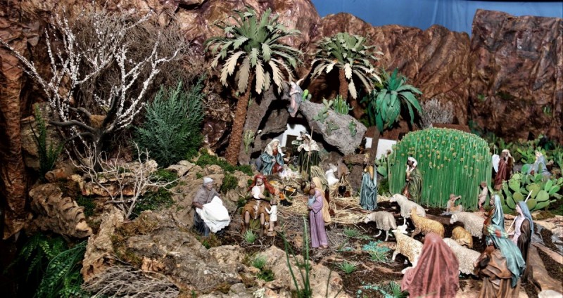 Cardones y palmeras de Veneguera predominan en el Bel�n Ornamental de Mog�n