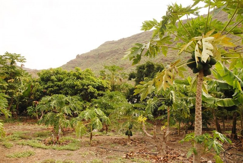 Mog�n aumenta 36 hect�reas en cultivos subtropicales 