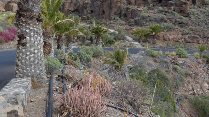 Ben Magec denuncia el cierre de la carretera del Puerto de Mog�n a Veneguera