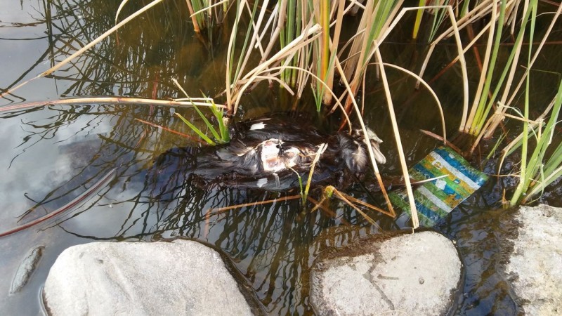 Nueva Canarias exige una actuaci�n inmediata con los animales en el Parque del Sur