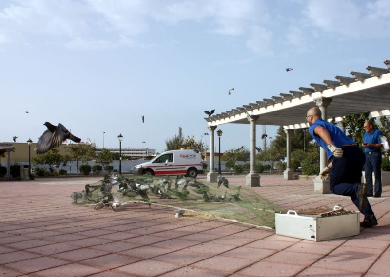 Tirajana contrata la captura y control de palomas y t�rtolas por 19.300 �