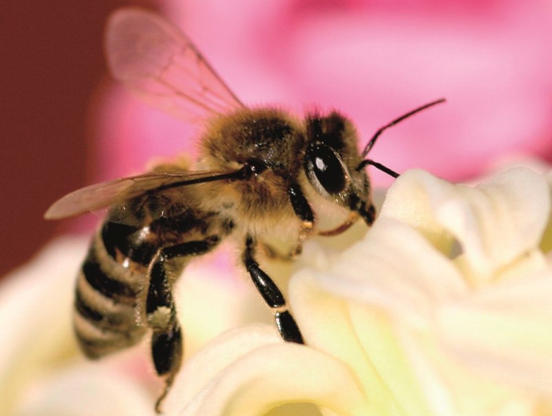 El Gobierno abona 540.000 � en ayudas a los productores de miel de abeja negra canaria