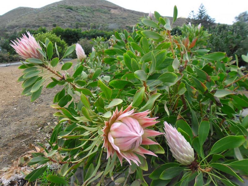 Gerhard Malan asesora a los productores exportadores de proteas en Gran Canaria
