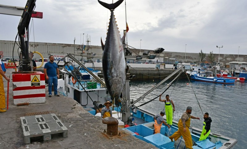 Los marineros de Mog�n capturan unas 8 toneladas de at�n rojo