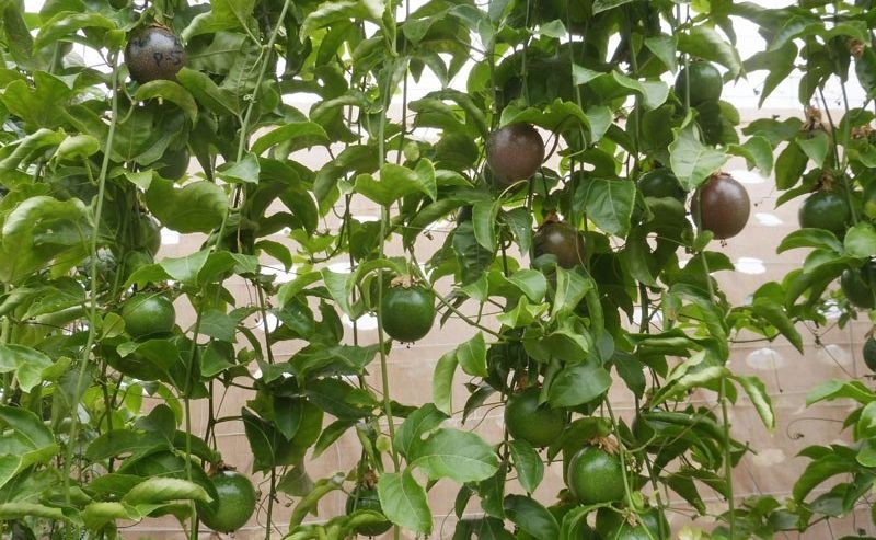 Mog�n celebra una charla sobre el cultivo del maracuy�