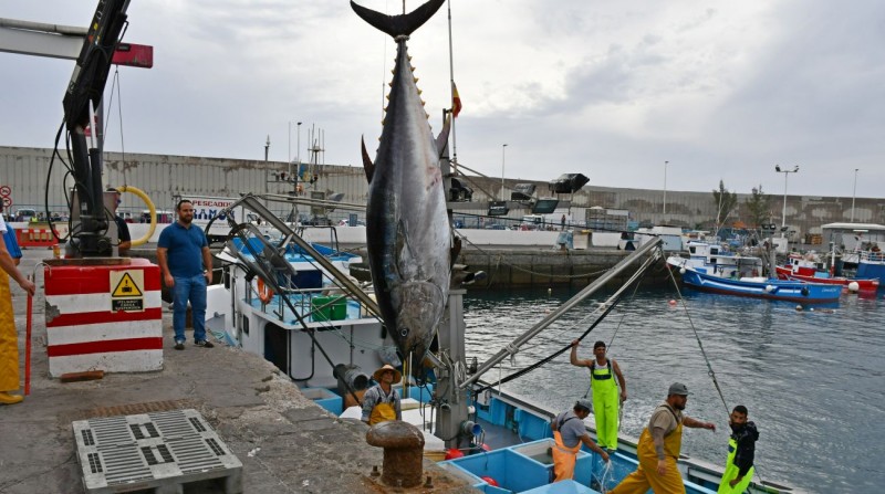 La flota de Mog�n cierra la campa�a del at�n rojo con m�s de 31 toneladas capturadas