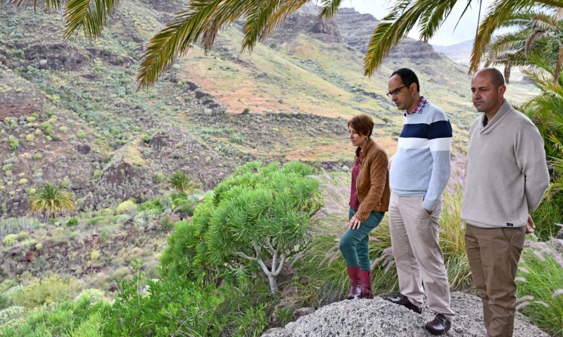 Mog�n lidera en Gran Canaria la limpieza y reforestaci�n de barrancos 