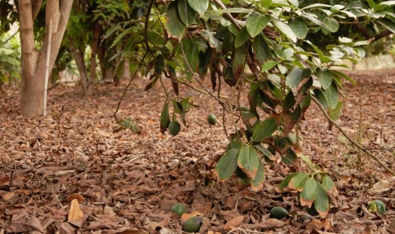 Mog�n acoge un curso formativo sobre la poda del aguacate