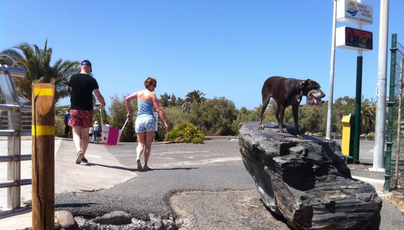 Tirajana se suma a la Red Canaria para la protecci�n de animales sin hogar