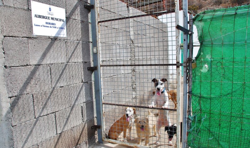 Mog�n se adhiere a la Red Canaria de Animales sin Hogar