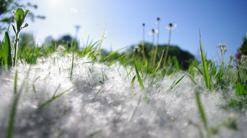 Diez consejos para aliviar los s�ntomas de la alergia esta primavera