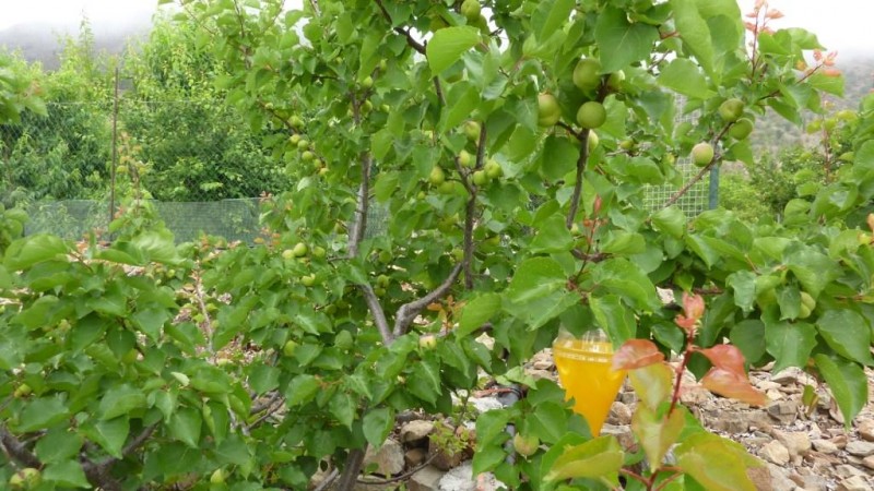 Mog�n reparte a 70 agricultores mosqueros para el control de la mosca de la fruta 