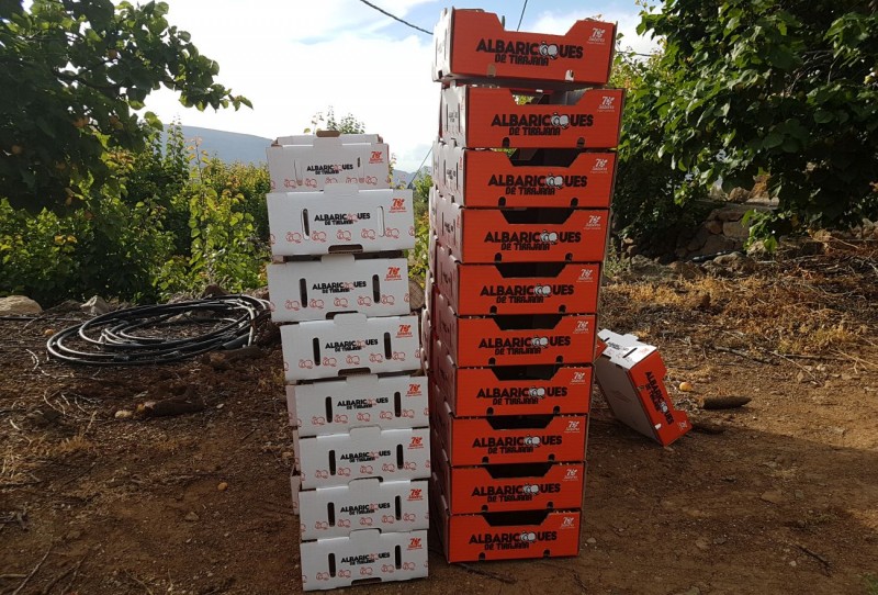 El albaricoque de Tirajana se retrasa un mes