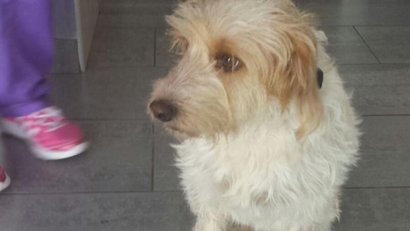 Maspalomas busca frenar el abandono animal este verano