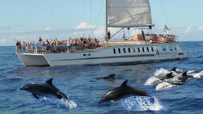 La Universidad de Verano de Maspalomas analiza la normativa sobre avistamiento de cet�ceos   