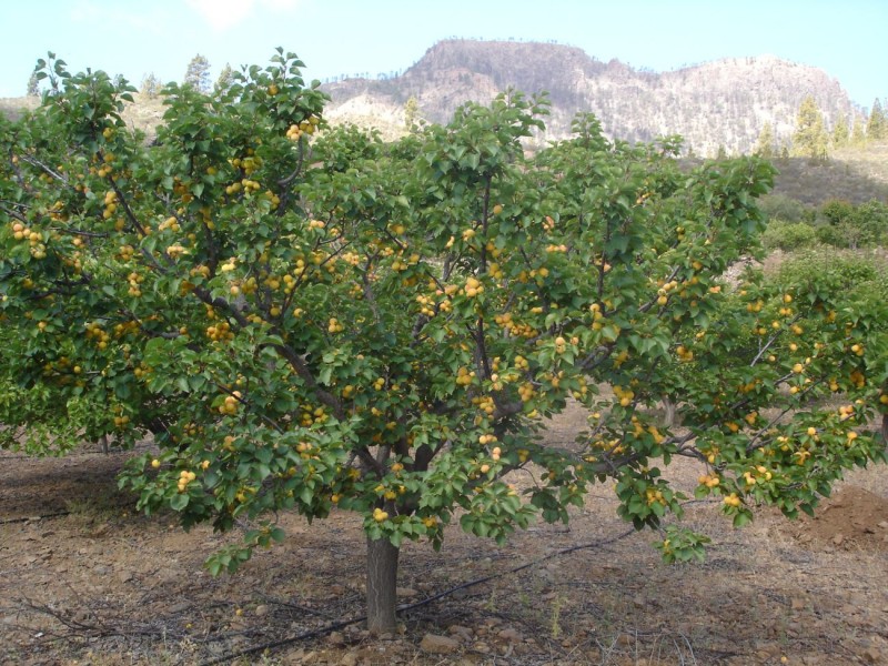 Tirajana impulsa la fruticultura ecol�gica