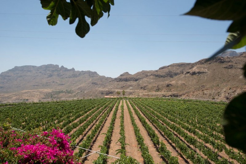 Bodegas Tunte obtiene dos medallas en el Mundial de Vinos Extremos de Italia