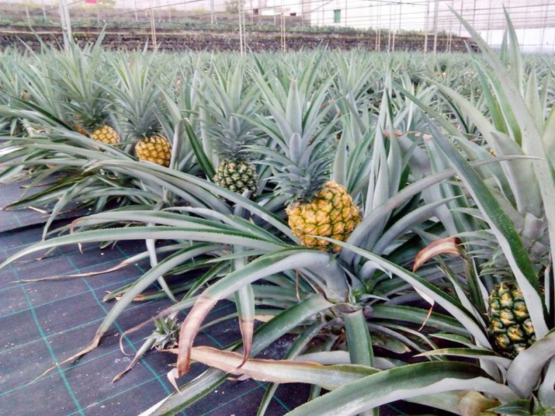 Mog�n promueve el cultivo de la pi�a tropical entre los agricultores del municipio