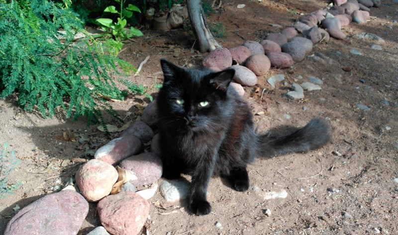 Santa Luc�a realiza una campa�a de control y esterilizaci�n de gatos callejeros 