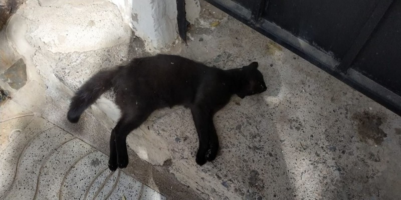 Podemos Canarias denuncia la matanza de felinos en La Marina de Mog�n