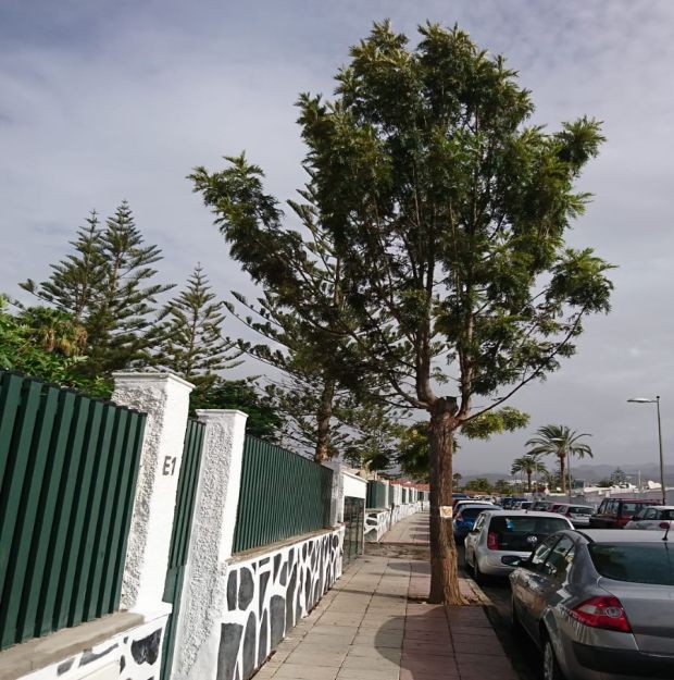 La Vinca Ecologistas en Acci�n denuncia la tala de �rboles en Playa del Ingl�s