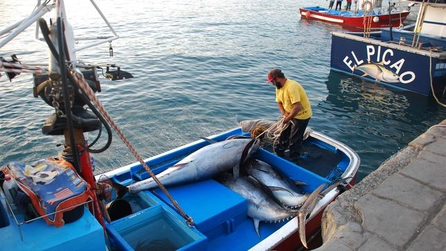 El Gobierno pide al Estado que se reserve a la flota canaria la cuota de at�n blanco no consumida