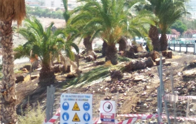 Turc�n y la Plataforma Ciudadana �el Veril est� vivo� alertan de la tala indiscriminada de palmeras en El Veril.