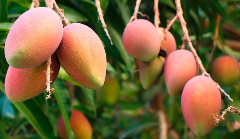 Mog�n celebrar� un curso sobre poda e injerto del Mango 