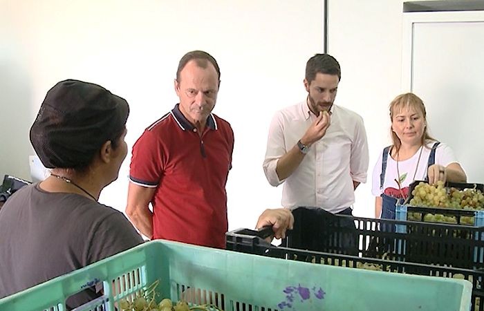 Ag�imes cierra la vendimia 2018 con m�s de 5.000 kilos de uvas recolectadas