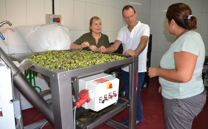 Ag�imes comenz� la campa�a de la aceituna