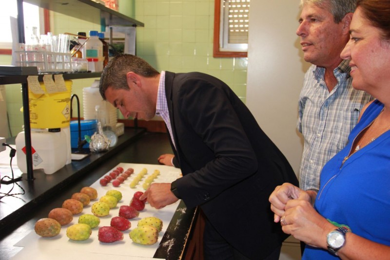 Investigadores canarios estudian las propiedades saludables de la tunera 