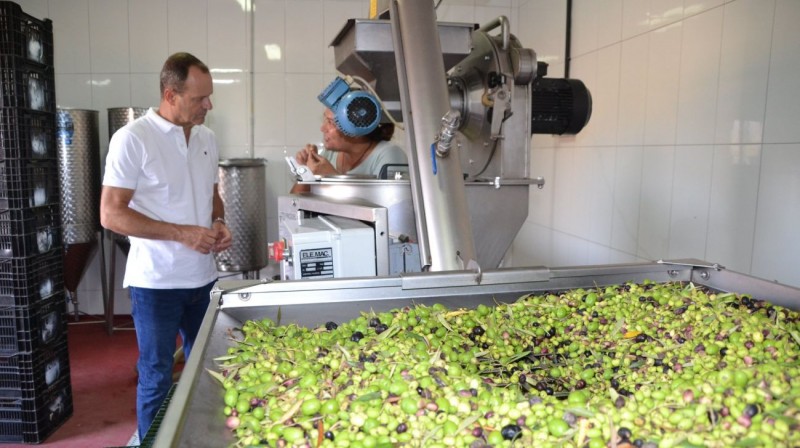 La Almazara Municipal de Ag�imes contin�a con la recogida de aceitunas 