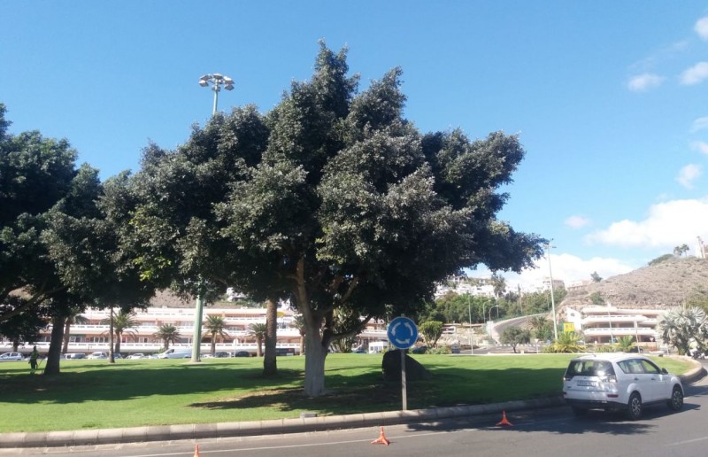 San Bartolom� deTirajana pide al Cabildo que atienda las plagas de pulg�n y cochinilla como un problema general que afecta a toda la Isla