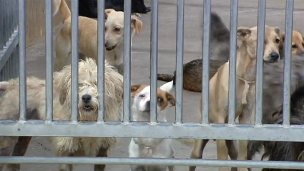 El Cabildo propondr� a los Ayuntamientos un Pacto Insular por el Bienestar Animal