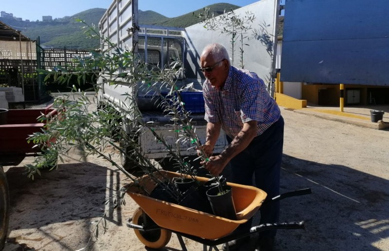 El Cabildo logra triplicar la reproducci�n del olivo verdial 