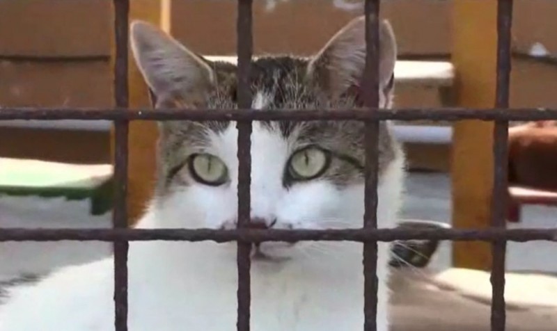 El Cabildo lanza un videoclip realizado por artistas canarios para promover la adopci�n responsable de mascotas