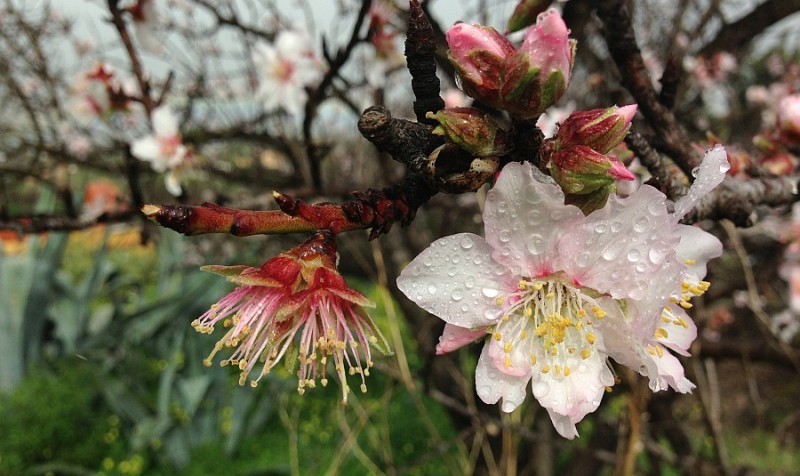 Tunte arranca la VIII edici�n de la Fiesta del Almendro en Flor