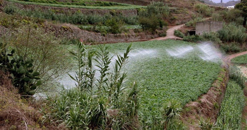 El Gobierno de Canarias concede subvenciones por 6 millones de euros al agua para riego agr�cola 