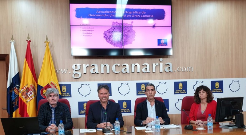 La diocalandra avanza por los palmerales de Gran Canaria pero todav�a puede ser controlada