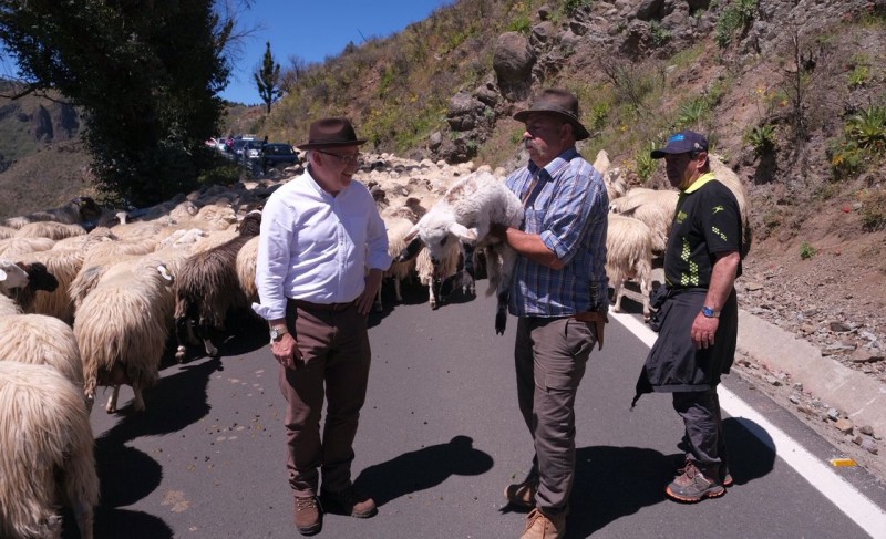 Las ovejas de �Pepe el de Pav�n` ti�en de blanco las cumbres grancanarias en su regreso a Gu�a 