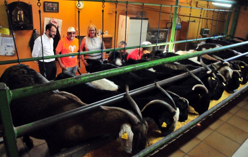 Ganaderos del Sur se forman para mejorar la leche de sus quesos