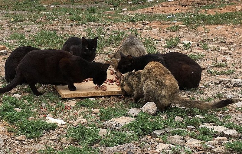 Santa Luc�a da continuidad al proyecto de control de colonias felinas urbanas 