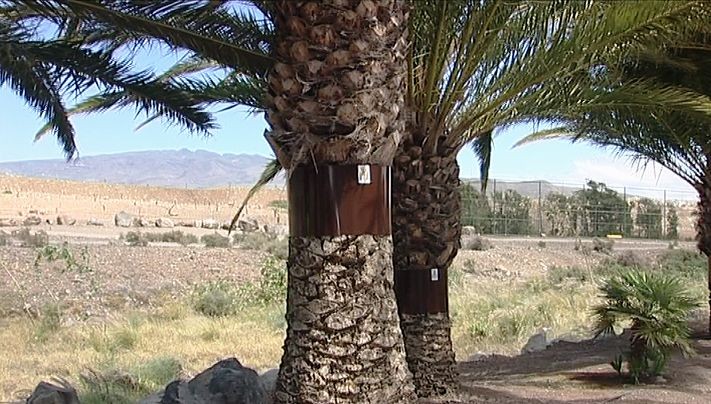 Ag�imes instala 350 nuevos anillos en palmeras para el control de roedores