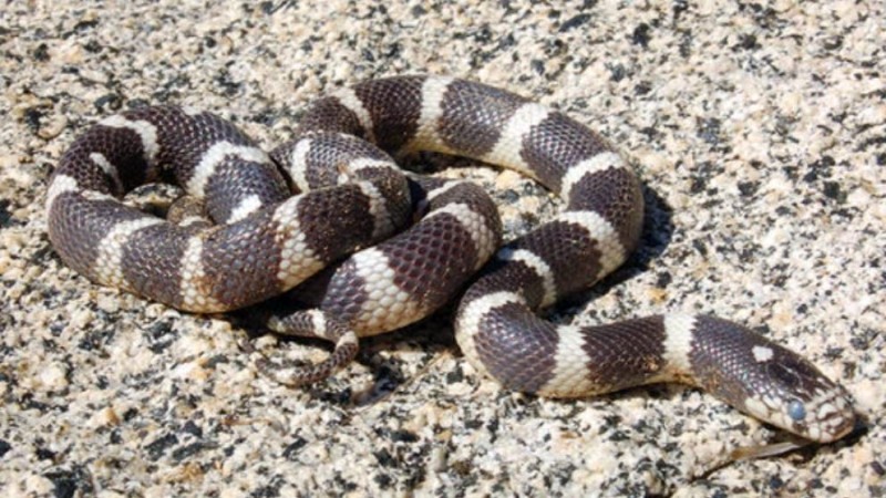 Mogn acta ante la aparicin de serpientes californianas 