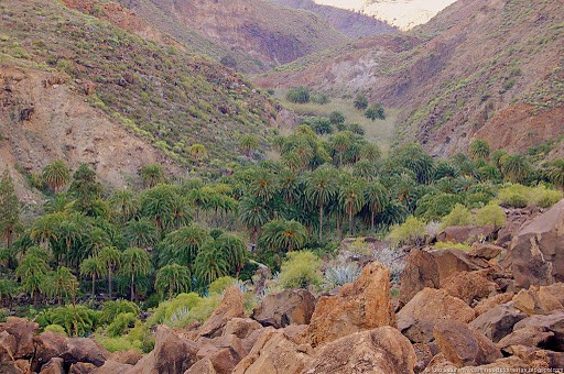El Cabildo y Foresta limpiaran los palmerales del barranco de Fataga