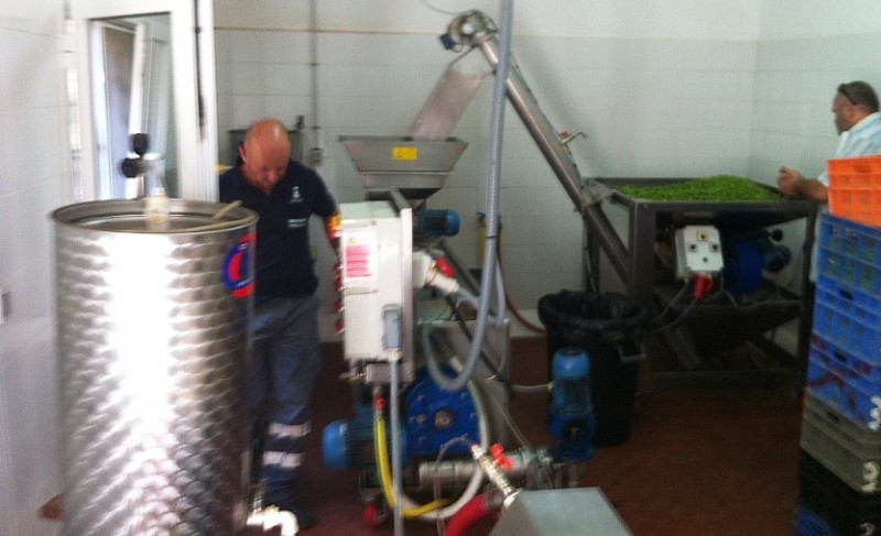 Santa Luc�a prensa los primeros mil kilos de aceitunas de la temporada