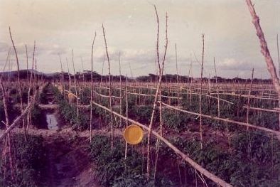 Maspalomas acoger� un ciclo  cinematogr�fico sobre los or�genes  aparceros y tur�sticos del municipio