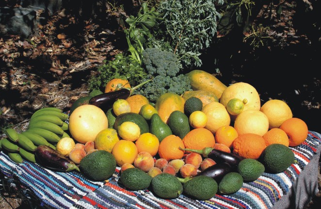 Mog�n ofrecer� productos de la tierra en la feria �Gran Canaria Me Gusta� 